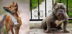 New Guinea Singing Dog vs American Bully - Breed Comparison