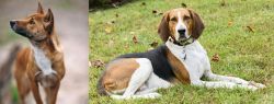 New Guinea Singing Dog vs American English Coonhound - Breed Comparison