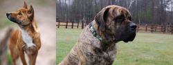 New Guinea Singing Dog vs American Mastiff - Breed Comparison