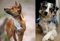 New Guinea Singing Dog vs Australian Collie - Breed Comparison