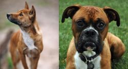 New Guinea Singing Dog vs Boxer - Breed Comparison