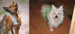 New Guinea Singing Dog vs Cairland Terrier - Breed Comparison