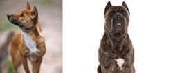 New Guinea Singing Dog vs Cane Corso - Breed Comparison