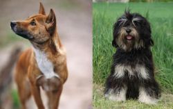 New Guinea Singing Dog vs Cao da Serra de Aires - Breed Comparison