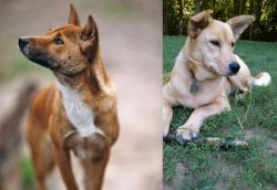 New Guinea Singing Dog vs Carolina Dog - Breed Comparison