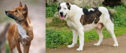 New Guinea Singing Dog vs Central Asian Shepherd - Breed Comparison
