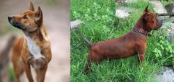 New Guinea Singing Dog vs Chinese Chongqing Dog - Breed Comparison