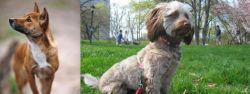 New Guinea Singing Dog vs Doxiepoo - Breed Comparison