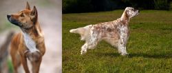 New Guinea Singing Dog vs English Setter - Breed Comparison