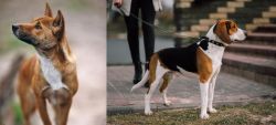 New Guinea Singing Dog vs Estonian Hound - Breed Comparison