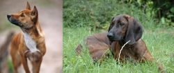 New Guinea Singing Dog vs Hanover Hound - Breed Comparison
