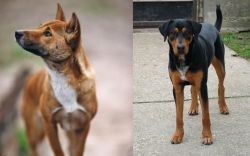 New Guinea Singing Dog vs Hungarian Hound - Breed Comparison