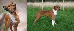 New Guinea Singing Dog vs Hygenhund - Breed Comparison