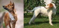 New Guinea Singing Dog vs Istarski Ostrodlaki Gonic - Breed Comparison