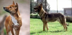 New Guinea Singing Dog vs Kunming Dog - Breed Comparison