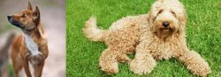 New Guinea Singing Dog vs Labradoodle - Breed Comparison