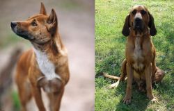 New Guinea Singing Dog vs Majestic Tree Hound - Breed Comparison