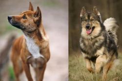 New Guinea Singing Dog vs Native American Indian Dog - Breed Comparison