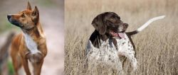New Guinea Singing Dog vs Old Danish Pointer - Breed Comparison