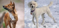New Guinea Singing Dog vs Poodle - Breed Comparison