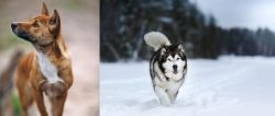 New Guinea Singing Dog vs Siberian Husky - Breed Comparison