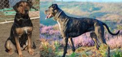 New Zealand Huntaway vs Alaunt - Breed Comparison