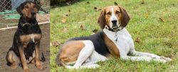New Zealand Huntaway vs American English Coonhound - Breed Comparison