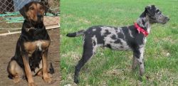 New Zealand Huntaway vs Atlas Terrier - Breed Comparison
