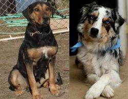 New Zealand Huntaway vs Australian Collie - Breed Comparison