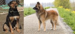 New Zealand Huntaway vs Belgian Shepherd Dog (Tervuren) - Breed Comparison