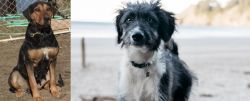 New Zealand Huntaway vs Bordoodle - Breed Comparison