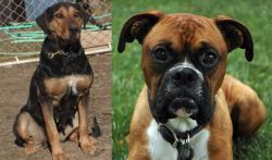 New Zealand Huntaway vs Boxer - Breed Comparison