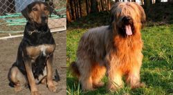 New Zealand Huntaway vs Briard - Breed Comparison