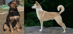 New Zealand Huntaway vs Canaan Dog - Breed Comparison