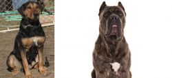 New Zealand Huntaway vs Cane Corso - Breed Comparison