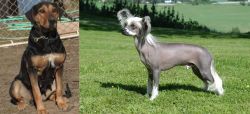 New Zealand Huntaway vs Chinese Crested Dog - Breed Comparison