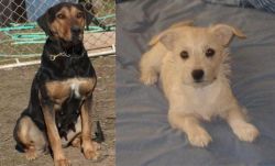 New Zealand Huntaway vs Chipoo - Breed Comparison