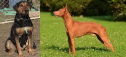 New Zealand Huntaway vs Cirneco dell'Etna - Breed Comparison