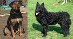 New Zealand Huntaway vs Croatian Sheepdog - Breed Comparison