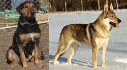 New Zealand Huntaway vs Czechoslovakian Wolfdog - Breed Comparison