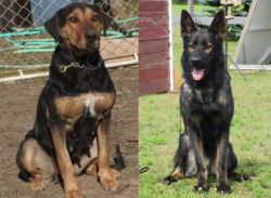 New Zealand Huntaway vs East German Shepherd - Breed Comparison
