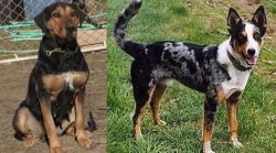 New Zealand Huntaway vs German Coolie - Breed Comparison