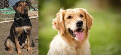 New Zealand Huntaway vs Golden Retriever - Breed Comparison