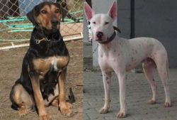 New Zealand Huntaway vs Gull Terr - Breed Comparison