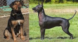 New Zealand Huntaway vs Hairless Khala - Breed Comparison