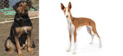 New Zealand Huntaway vs Ibizan Hound - Breed Comparison