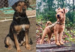 New Zealand Huntaway vs Irish Terrier - Breed Comparison