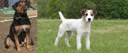 New Zealand Huntaway vs Jack Russell Terrier - Breed Comparison