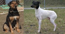 New Zealand Huntaway vs Japanese Terrier - Breed Comparison