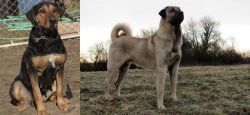 New Zealand Huntaway vs Kangal Dog - Breed Comparison